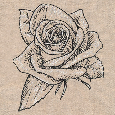 Sketched Rose