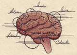 Anatomical Brain