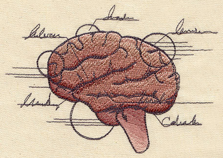Anatomical Brain
