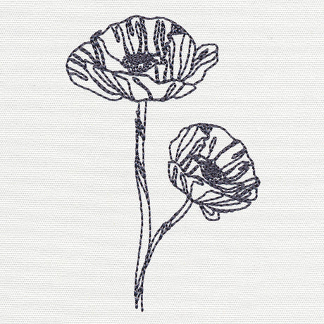 Delicate Poppy
