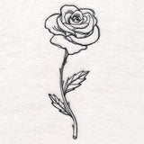 Rose in Bloom