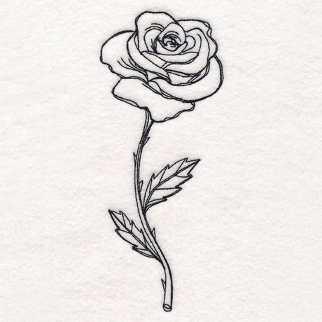 Rose in Bloom