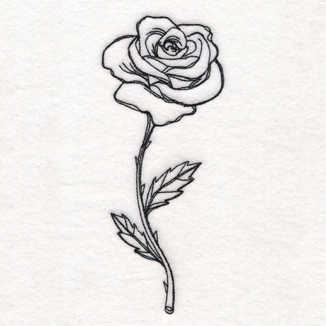 Rose in Bloom