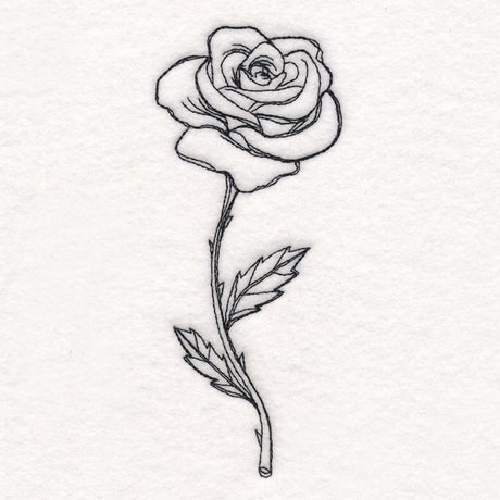 Rose in Bloom