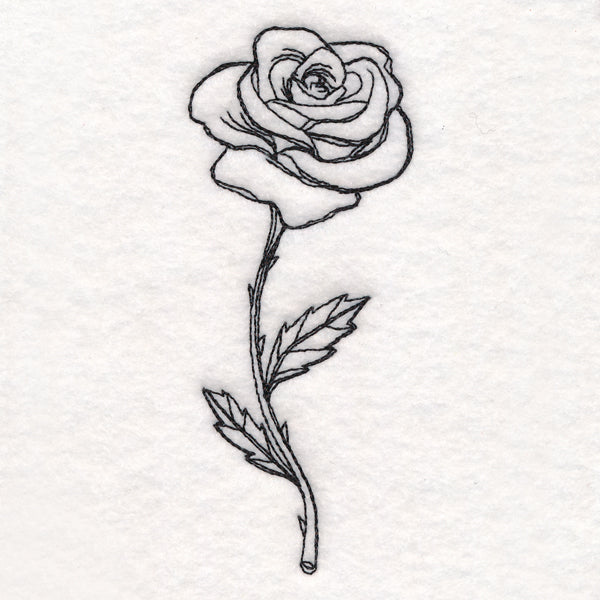 Rose in Bloom