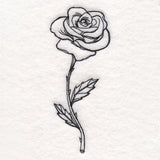 Rose in Bloom