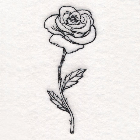 Rose in Bloom