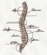 Anatomical Spine