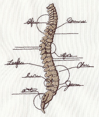 Anatomical Spine