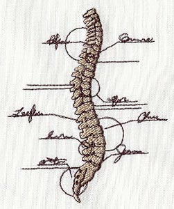 Anatomical Spine