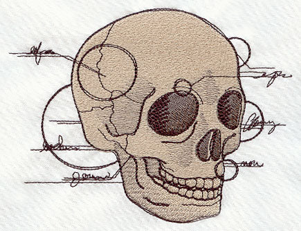 Anatomical Skull