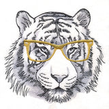 Bespectacled Tiger