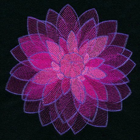 Wild Magic Dahlia