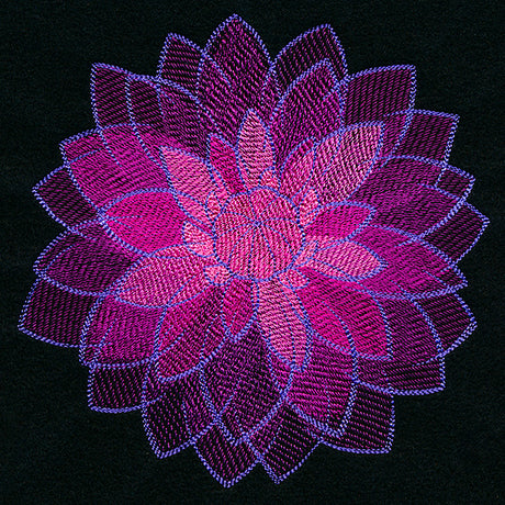 Wild Magic Dahlia