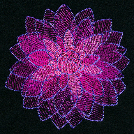 Wild Magic Dahlia