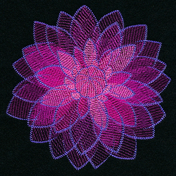 Wild Magic Dahlia