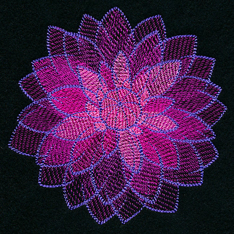 Wild Magic Dahlia