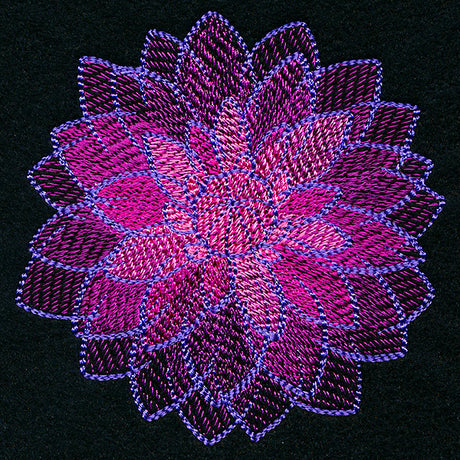 Wild Magic Dahlia