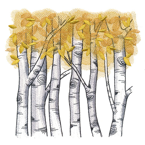Autumn Birch Woods