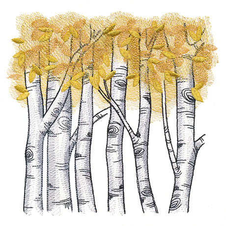 Autumn Birch Woods