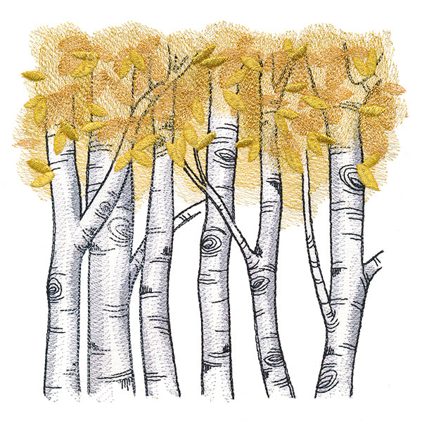 Autumn Birch Woods