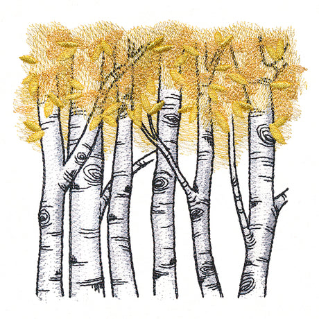 Autumn Birch Woods