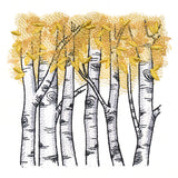 Autumn Birch Woods
