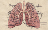 Anatomical Lungs