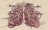 Anatomical Lungs