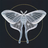 Ghostly Luna Moth