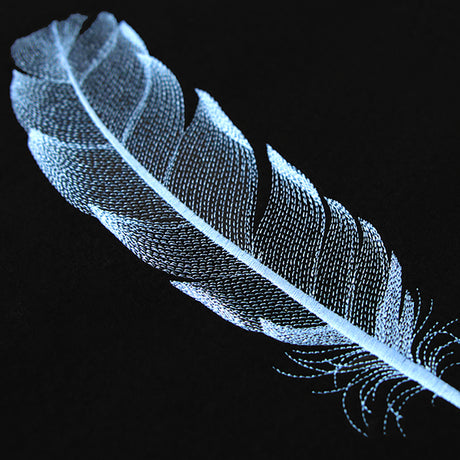 Graceful Feather