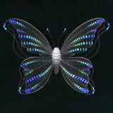 Fluttering Dreams Butterfly