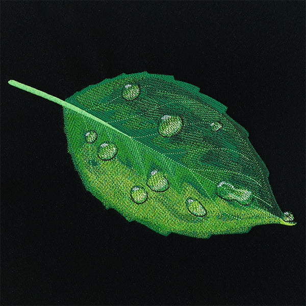 Early Morning Dew Drops Leaf