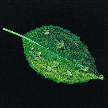 Early Morning Dew Drops Leaf