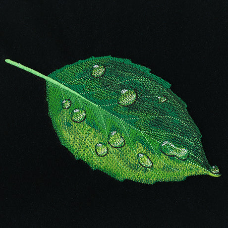 Early Morning Dew Drops Leaf