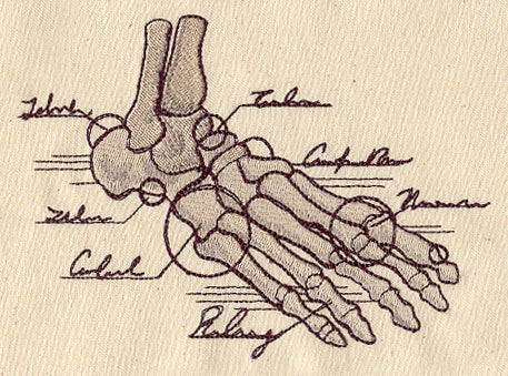Anatomical Foot