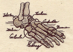 Anatomical Foot