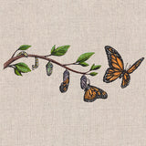 Metamorphosis Monarch