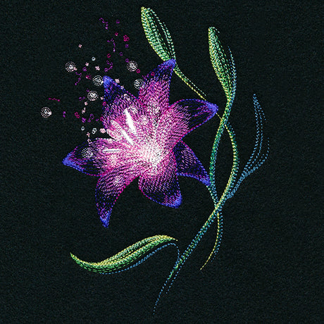 Lily of Wonder