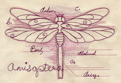 Dragonfly Diagram