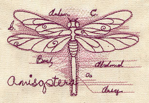 Dragonfly Diagram