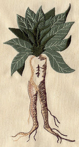 Mandrake