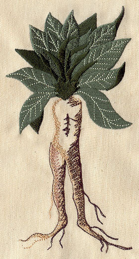 Mandrake