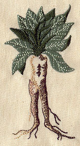 Mandrake