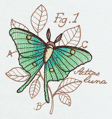 Miniature Menagerie Luna Moth Diagram – Urban Threads