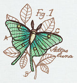Miniature Menagerie Luna Moth Diagram