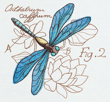 Miniature Menagerie Dragonfly Diagram