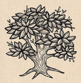 Engraved Tree