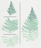 Where the Fern Grows (Split)