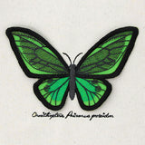 Winged Curiosities - Green Birdwing (3D Applique)